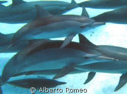Dolfins with calf in South Aegyptian Red Sea. Ambient lig... by Alberto Romeo 